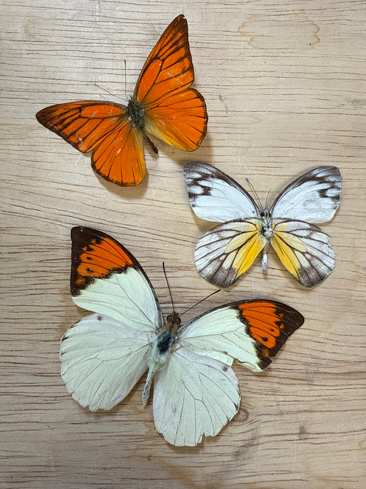 3 Spread butterflies, not framed Lot 509