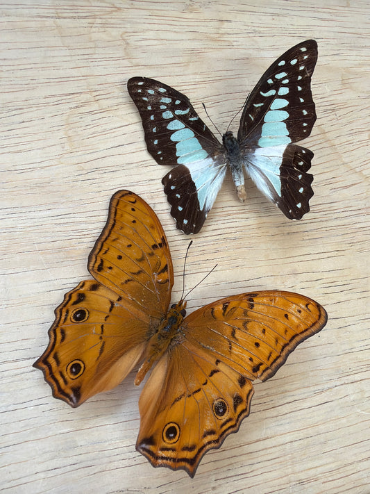 2 Spread butterflies, not framed Lot 528