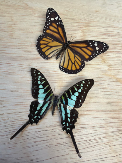 2 Spread butterflies, not framed Lot 523