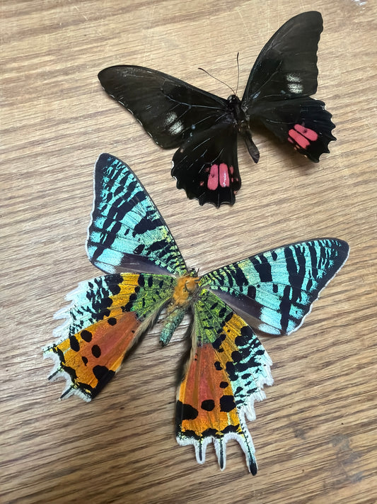 2 Spread specimens, not framed Lot 507