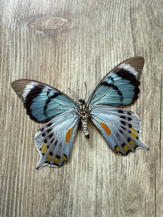RARE! SPREAD Papilio laglaizei Female Swallowtail Butterfly