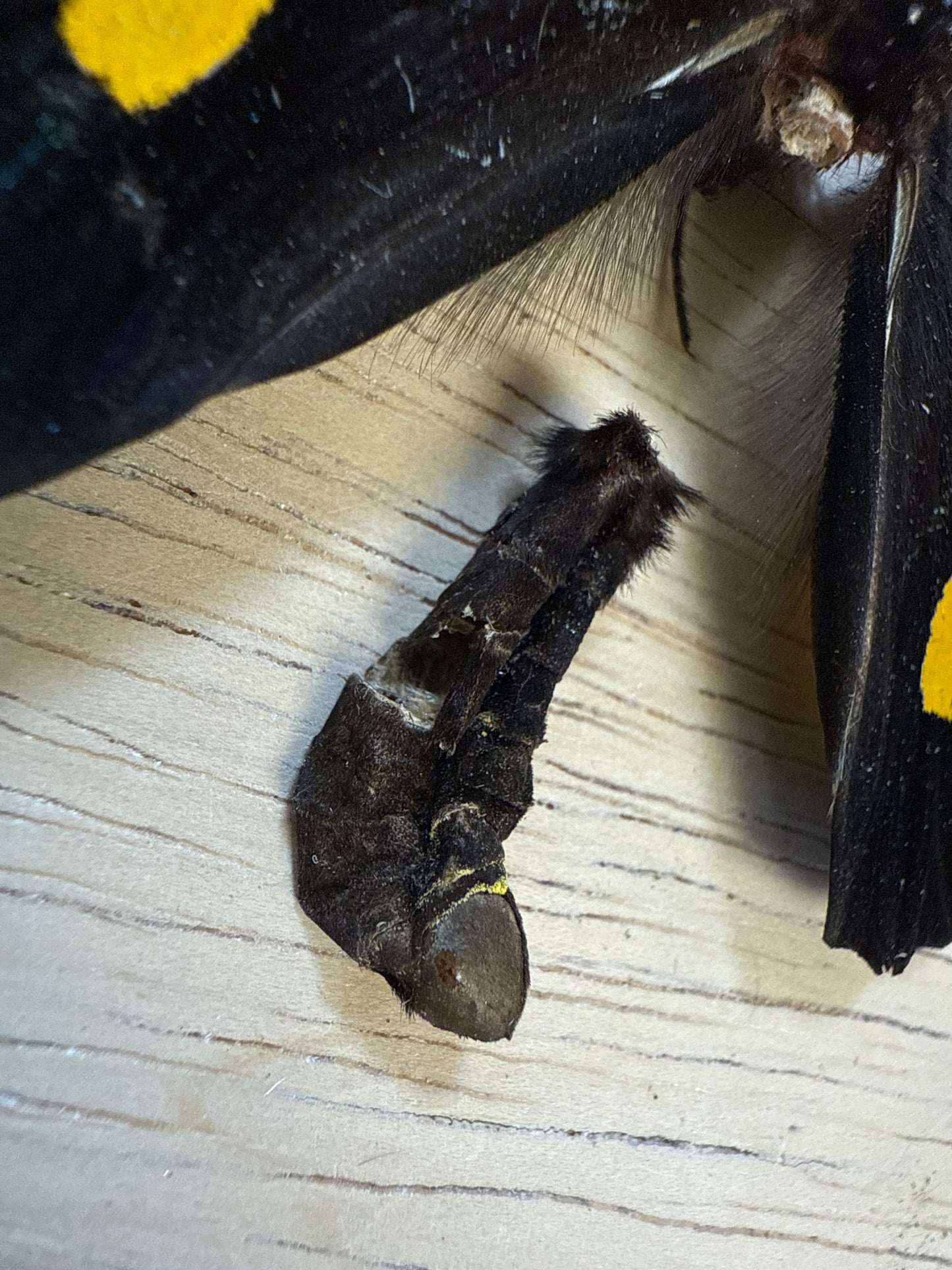 Spread Birdwing butterfly, not framed Lot 507