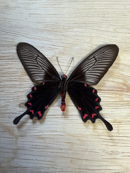 Spread Rose Swallowtail Butterfly, not framed Lot 512