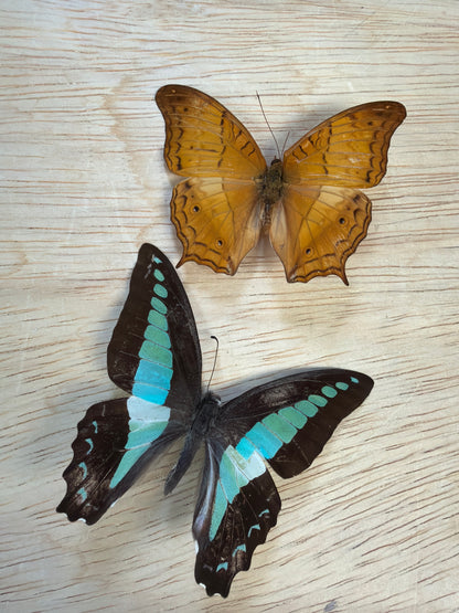 2 Spread butterflies, not framed Lot 505