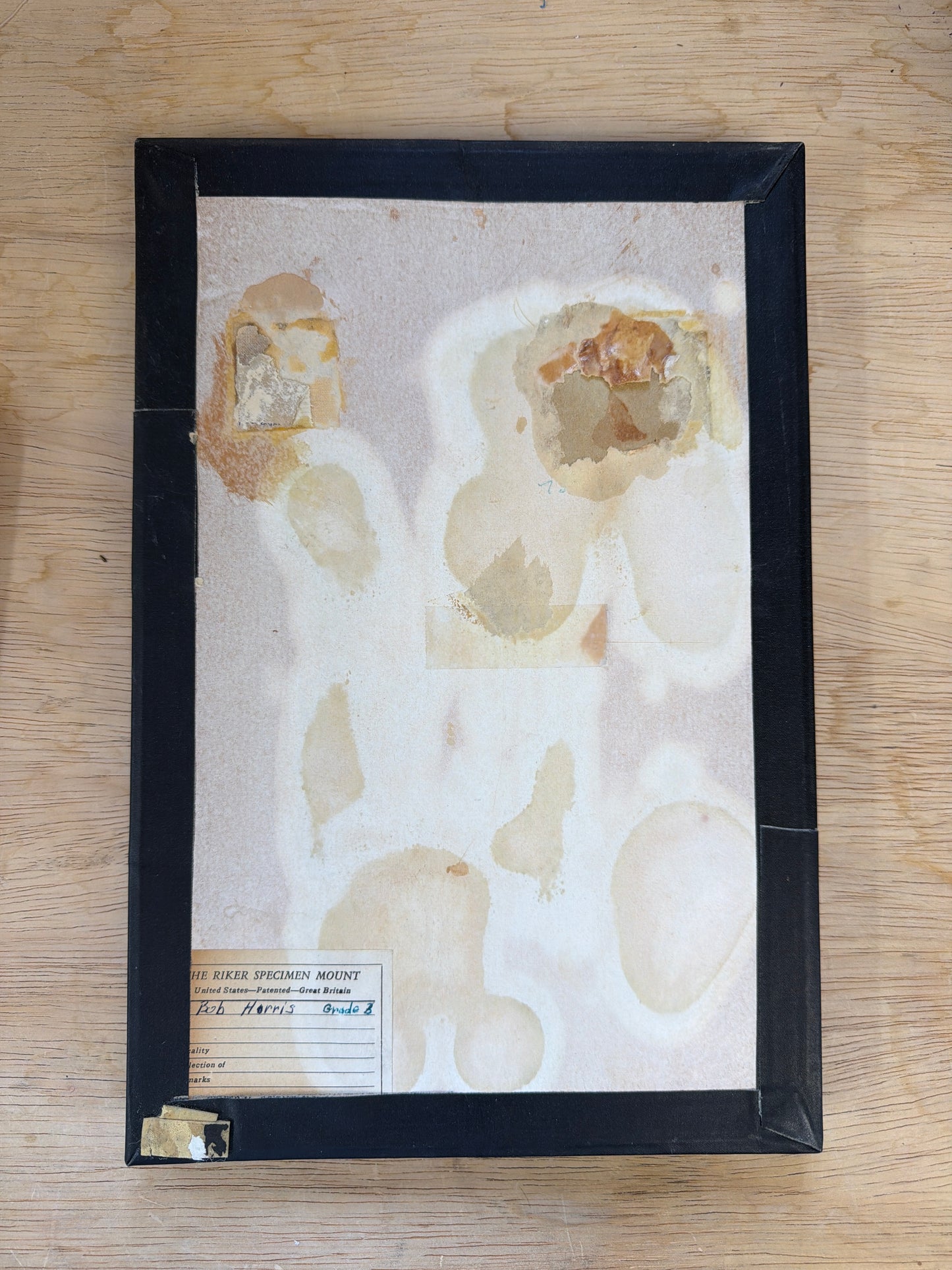 Vintage Butterfly Life Cycle Riker Frame