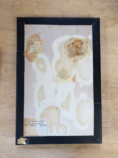 Vintage Butterfly Life Cycle Riker Frame