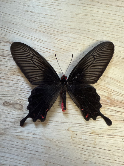 Spread Rose Swallowtail Butterfly, not framed Lot 512