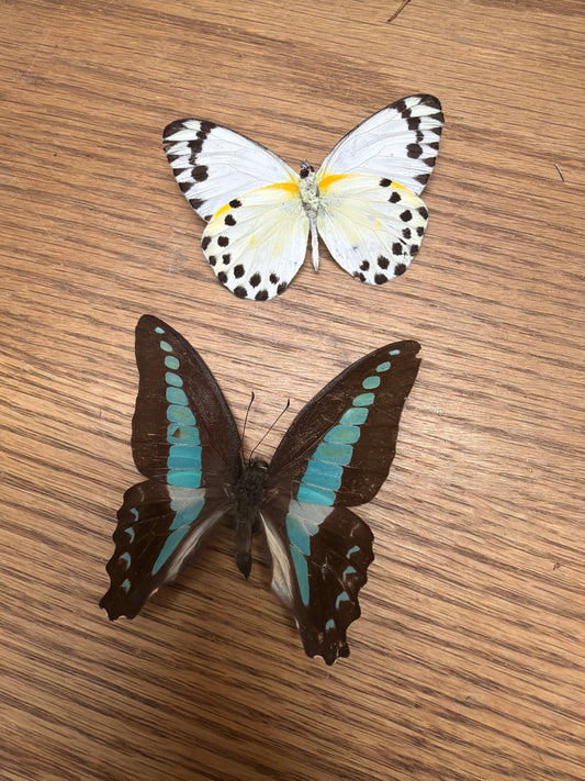 2 Spread butterflies, not framed Lot 501