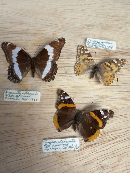 3 Vintage Spread Butterflies, not framed Lot 511