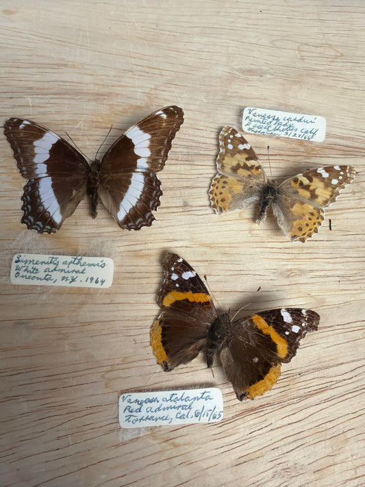 3 Vintage Spread Butterflies, not framed Lot 511