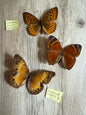 3 Spread butterflies, not framed, A2, Lot 556