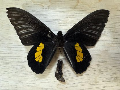 Spread Birdwing butterfly, not framed Lot 507