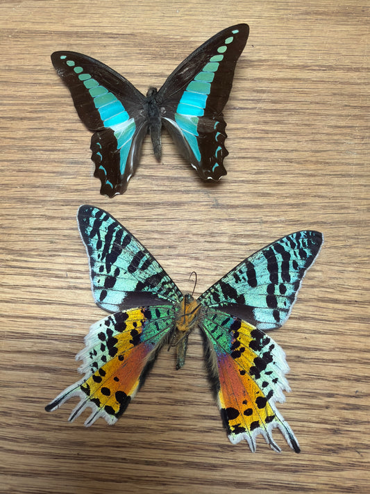 2 Spread specimens, not framed Lot 517