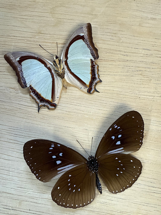 2 Spread butterflies, not framed Lot 511