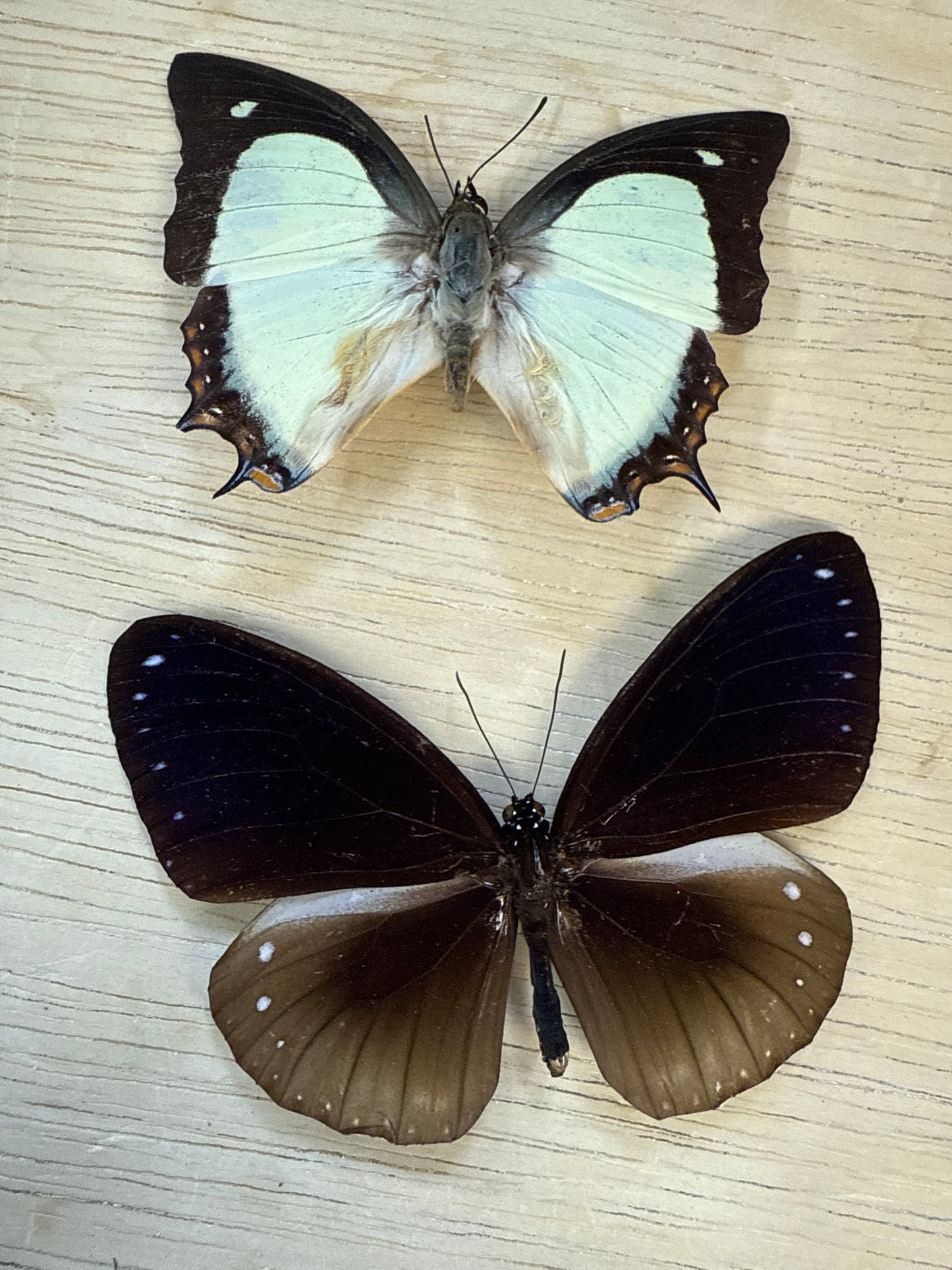 2 Spread butterflies, not framed Lot 511