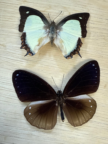 2 Spread butterflies, not framed Lot 511