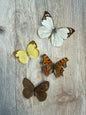 4 Spread butterflies, not framed, A2, Lot 526