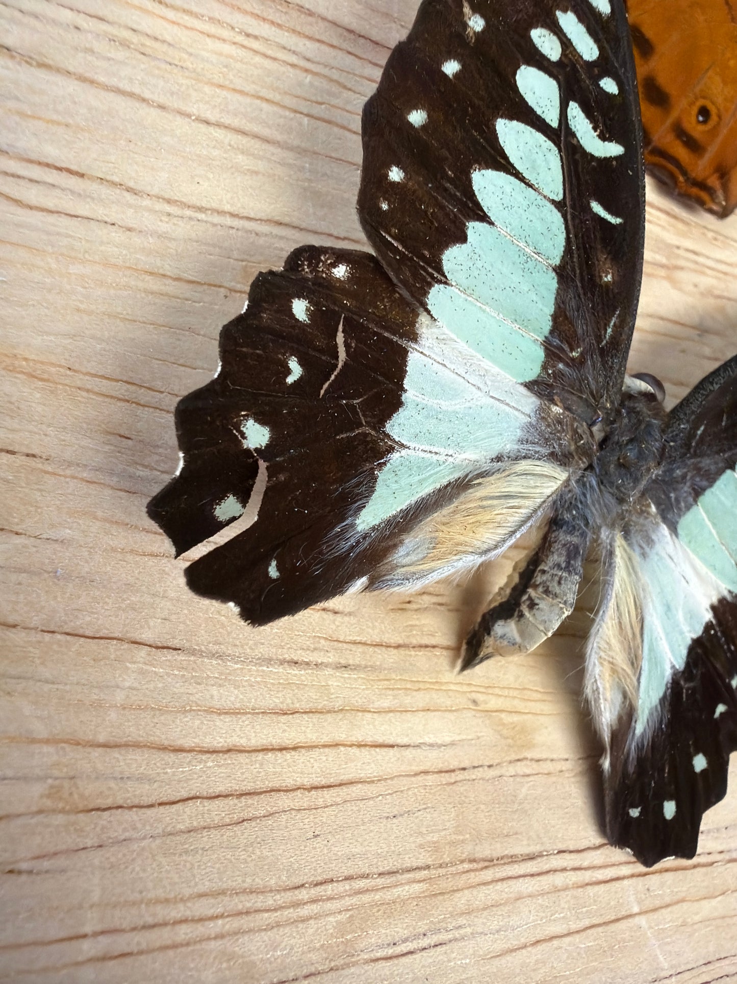 2 Spread butterflies, not framed Lot 506