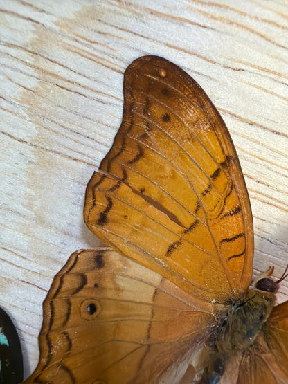 2 Spread butterflies, not framed Lot 505