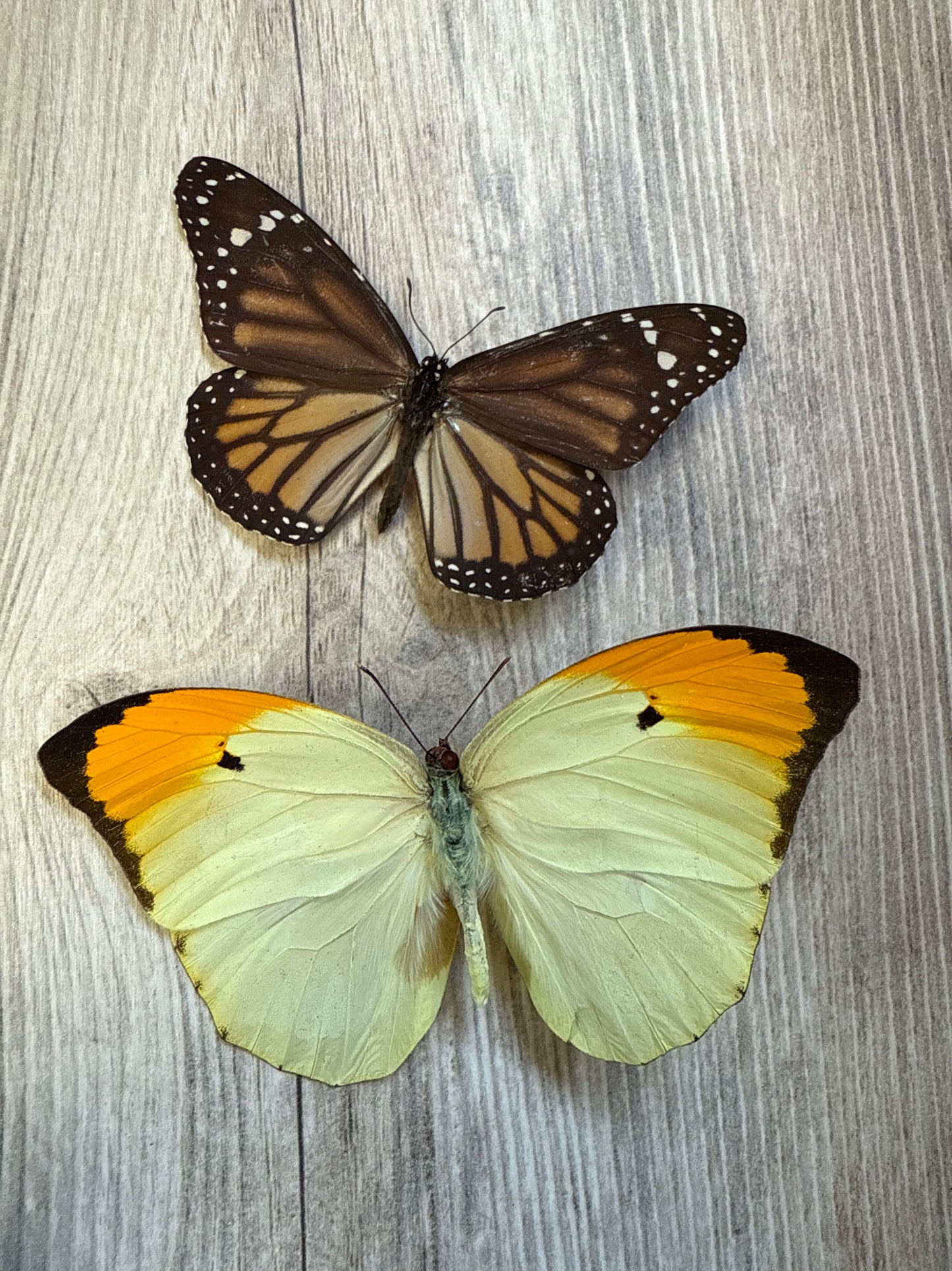 2 Spread butterflies, not framed Lot 501