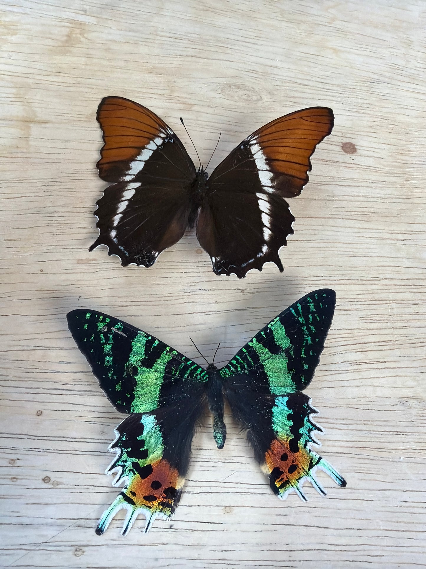 2 Spread specimens, not framed Lot 516
