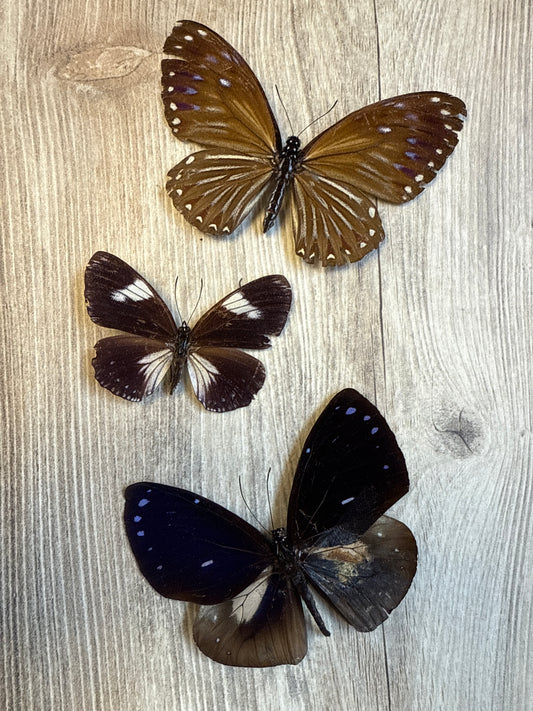 3 Spread Crow butterflies, not framed Lot 501