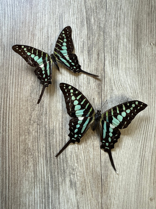 2 Spread butterflies, not framed Lot 501