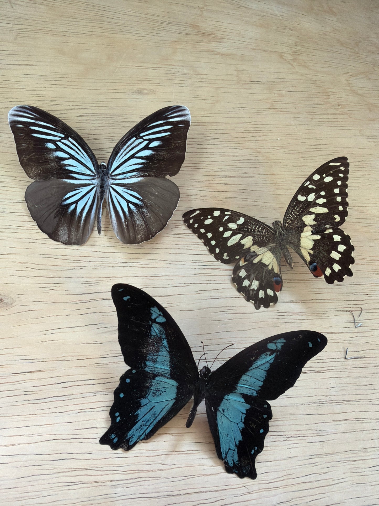 3 Spread butterflies, not framed Lot 511