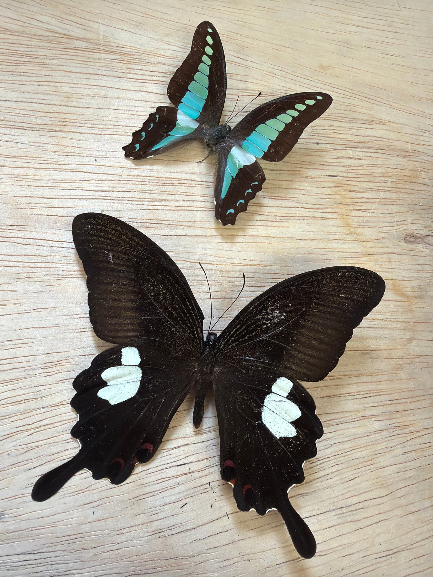 2 Spread specimens, not framed Lot 507