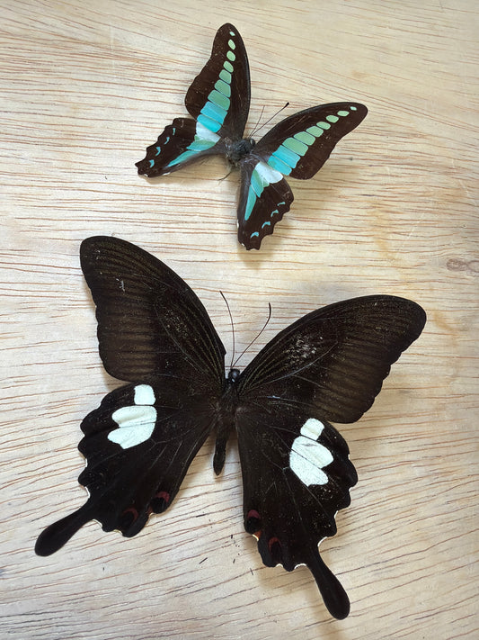 2 Spread specimens, not framed Lot 507