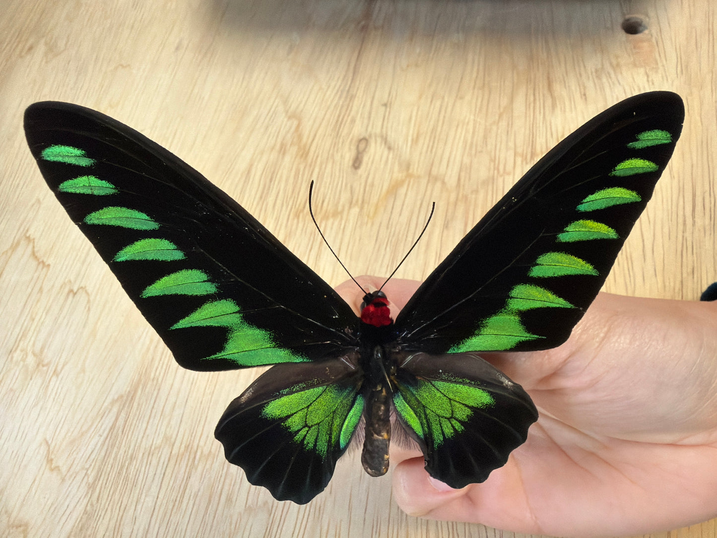 Spread Trogonoptera brookiana Butterfly Lot 303