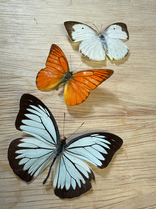 3 Spread butterflies, not framed Lot 507