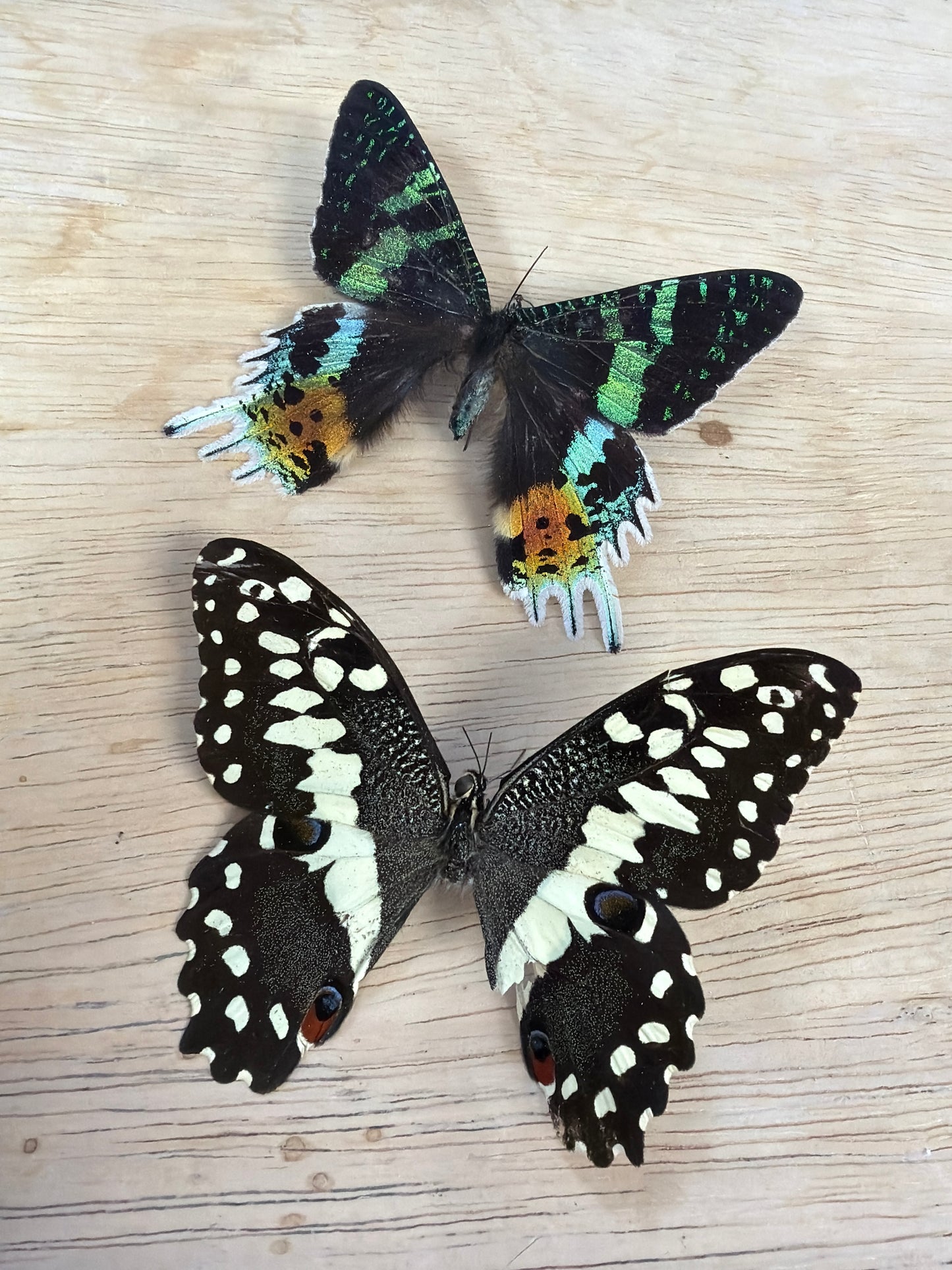 2 Spread specimens, not framed Lot 500