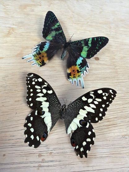 2 Spread specimens, not framed Lot 500