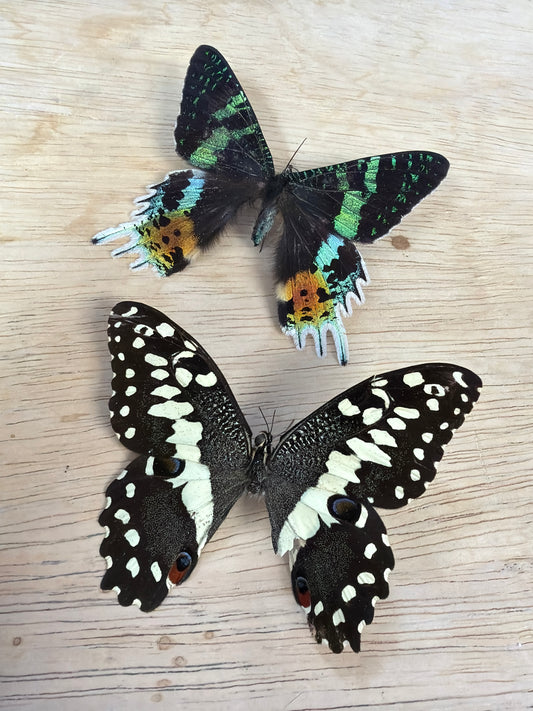 2 Spread specimens, not framed Lot 500