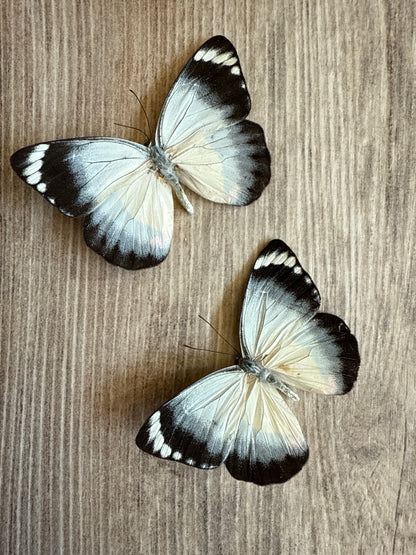 2 Spread butterflies, not framed Lot 501