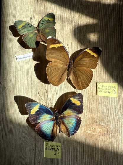 3 Spread Euphaedra butterflies, not framed, Lot 539