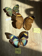 3 Spread Euphaedra butterflies, not framed, Lot 539