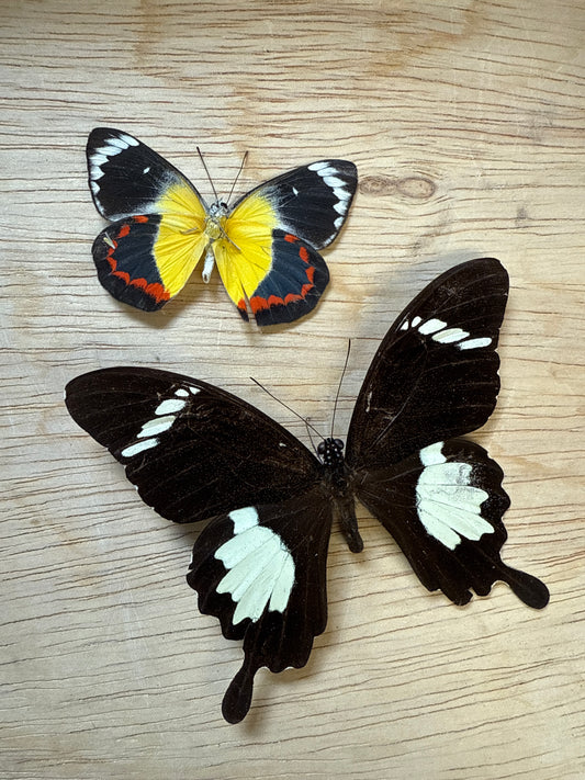 2 Spread butterflies, not framed Lot 503