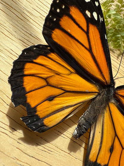 2 Spread butterflies, not framed Lot 503