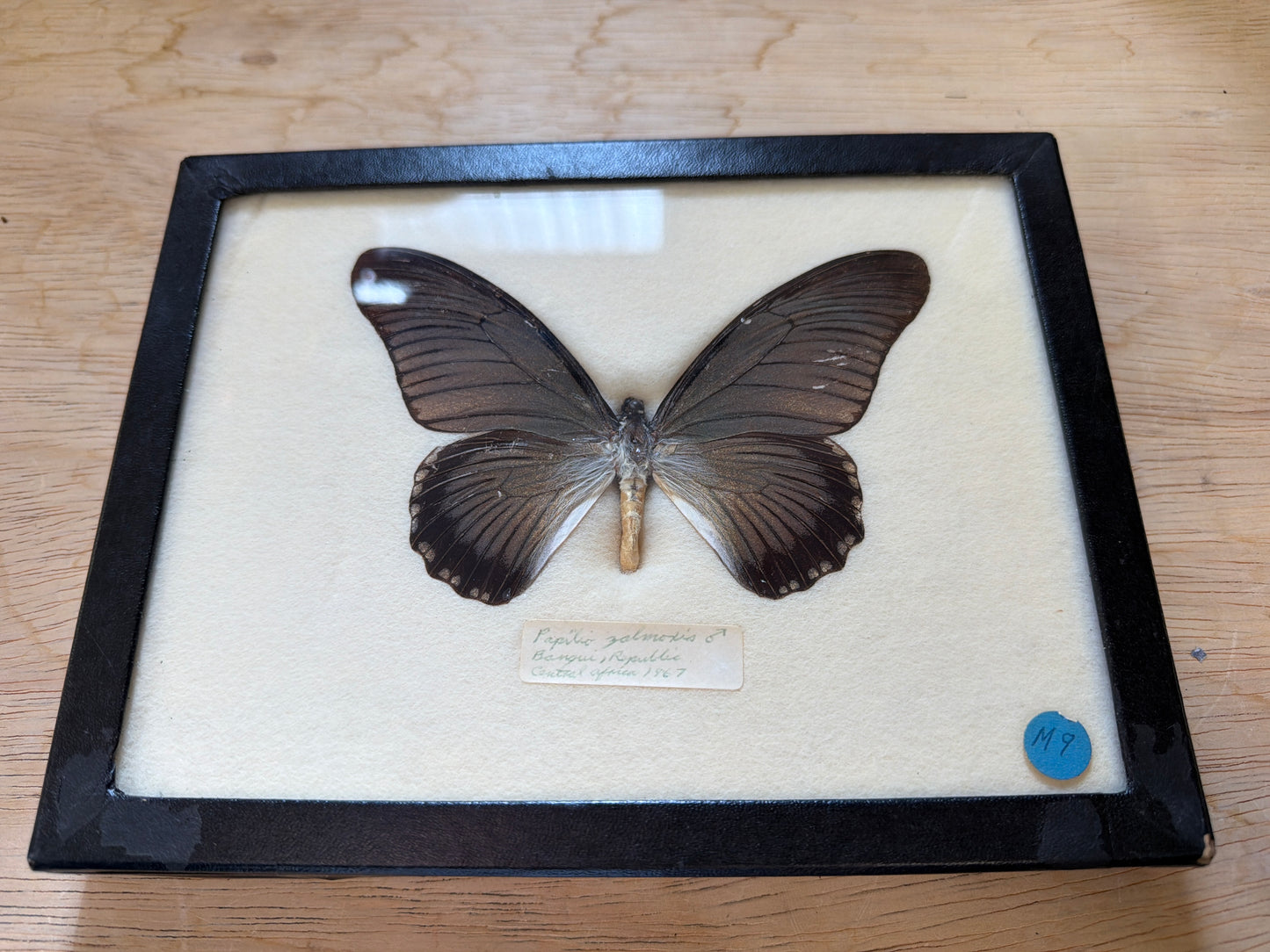 Vintage Framed Papilio zalmoxis 1967