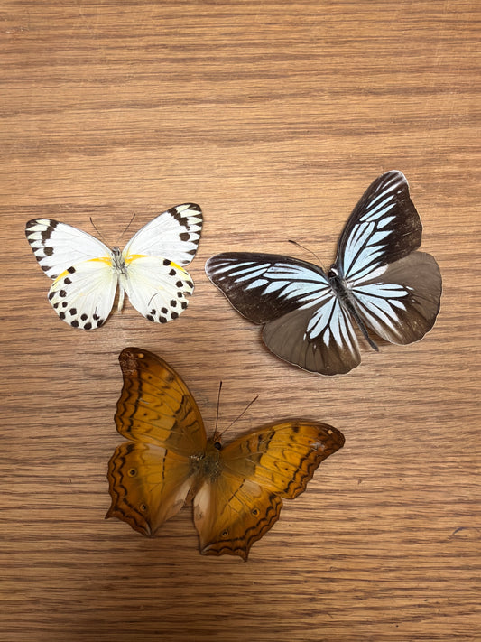 3 Spread butterflies, not framed Lot 500