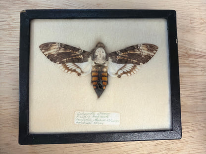 Vintage Framed Death's Head Hawkmoth