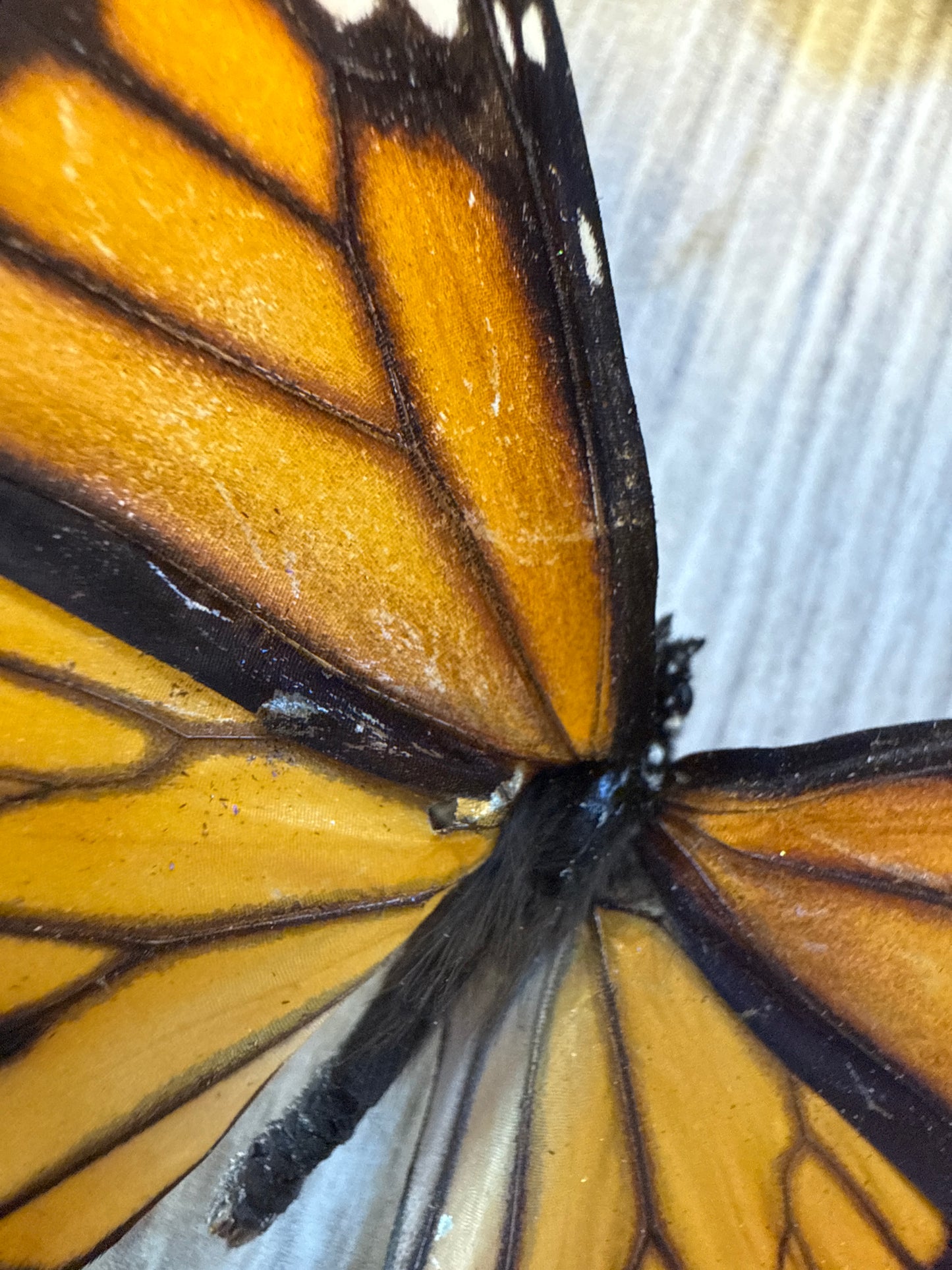 2 Spread butterflies, not framed Lot 500
