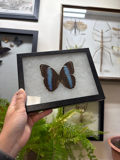 Blue Morpho achilles Spread and Framed Butterfly Lot 302