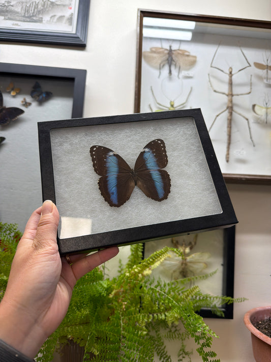 Blue Morpho achilles Spread and Framed Butterfly Lot 302