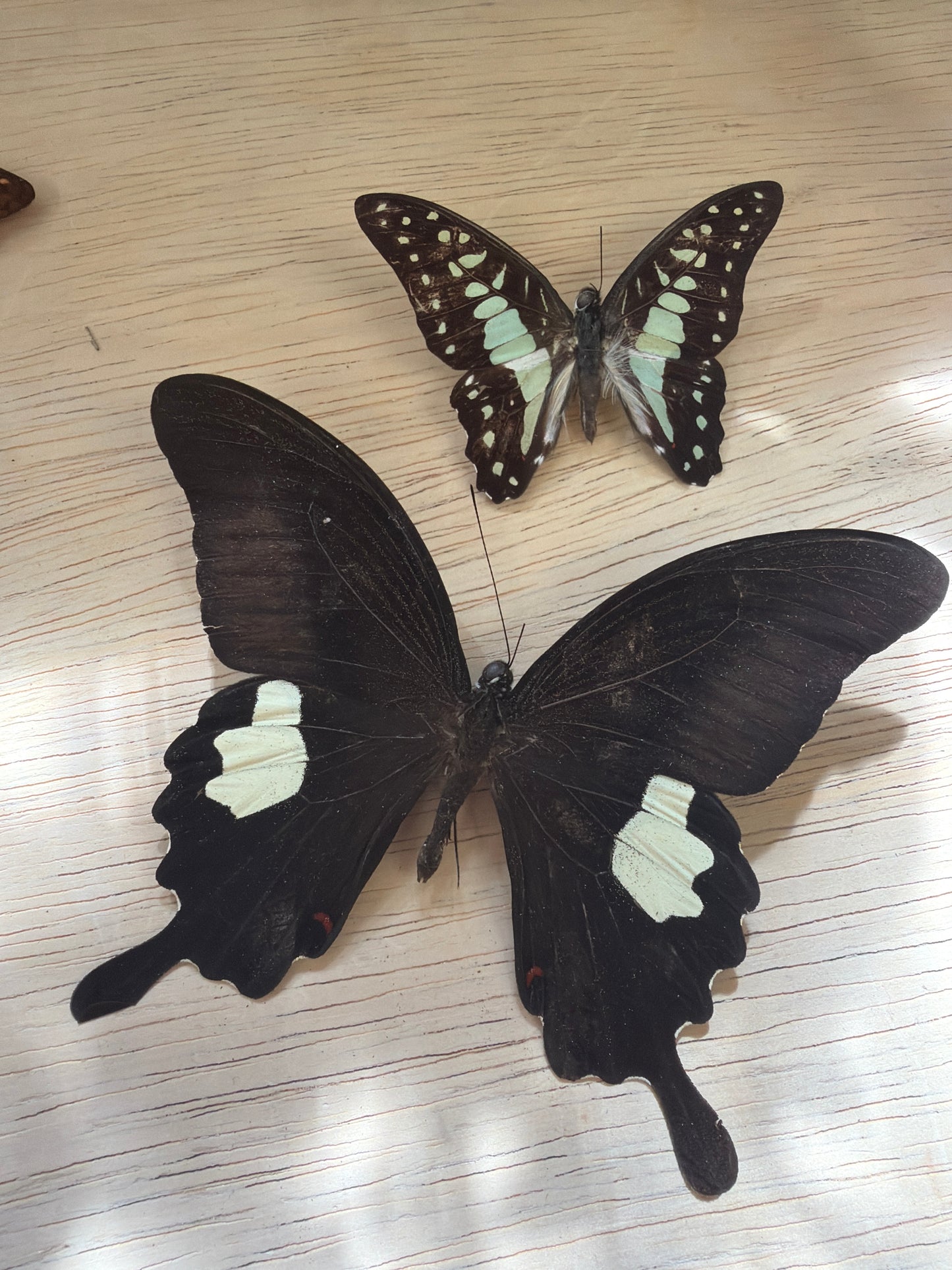 2 Spread butterflies, not framed Lot 510