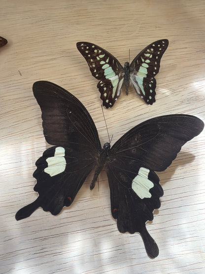 2 Spread butterflies, not framed Lot 510