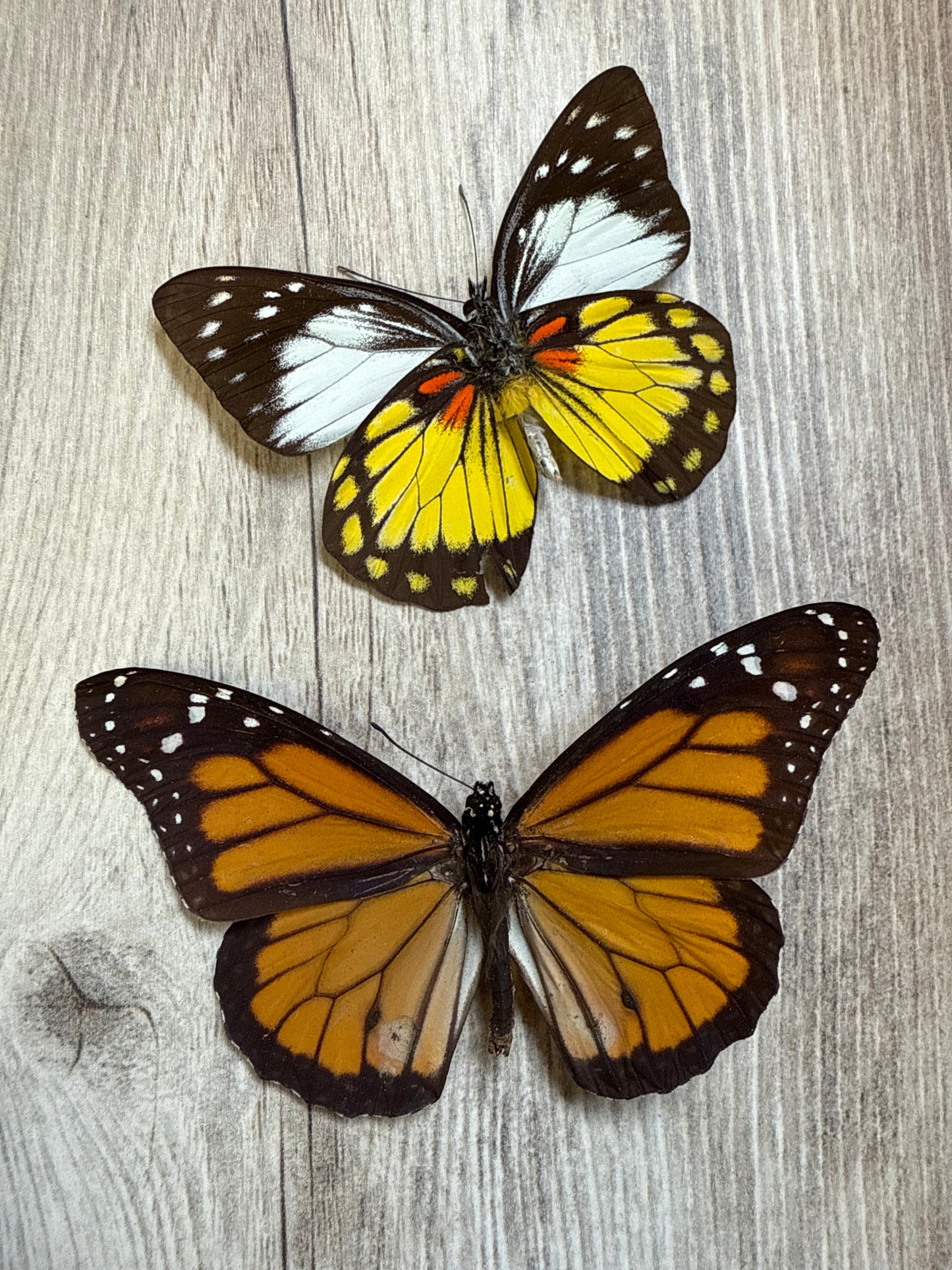 2 Spread butterflies, not framed Lot 502