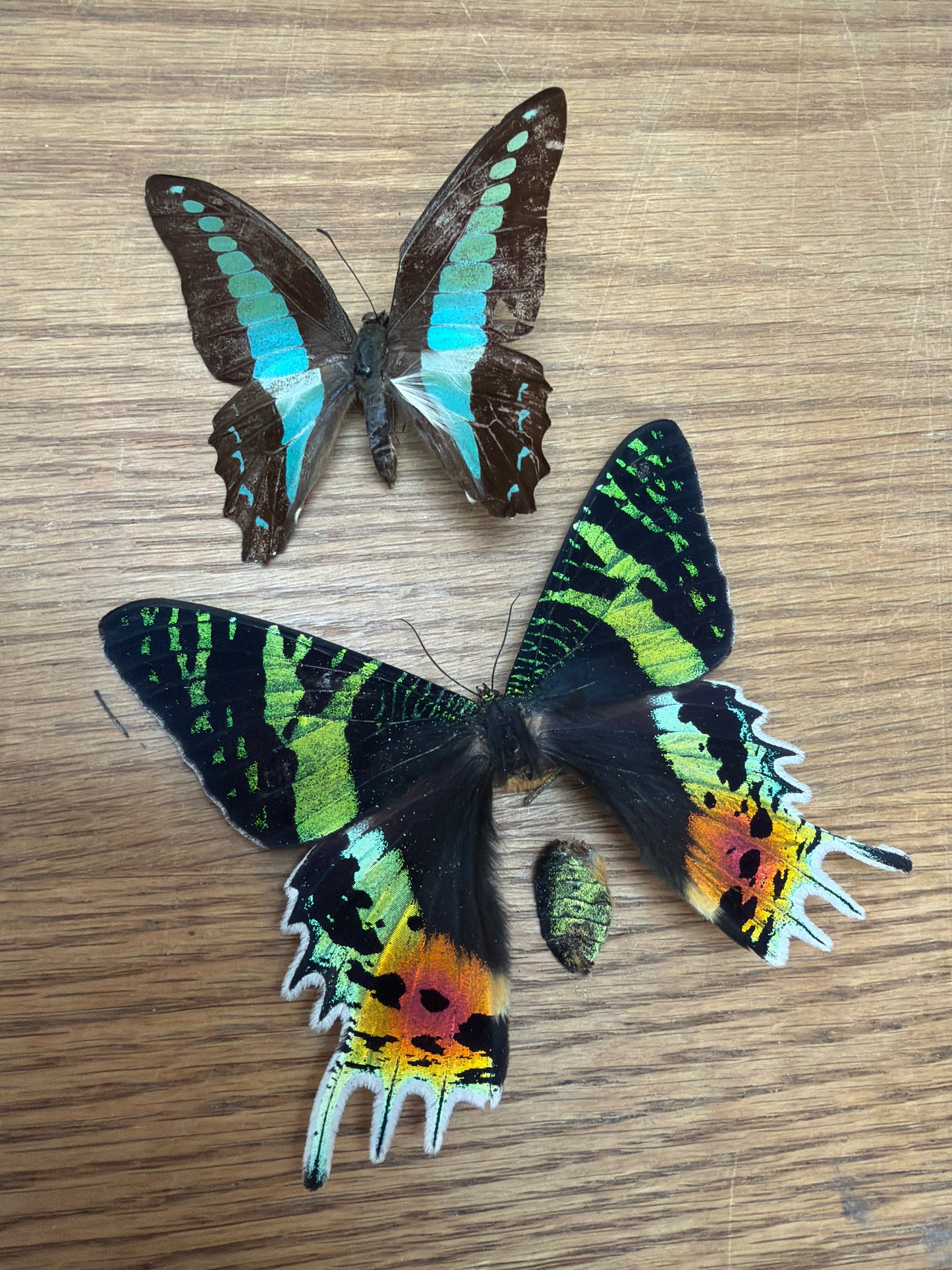 2 Spread specimens, not framed Lot 507